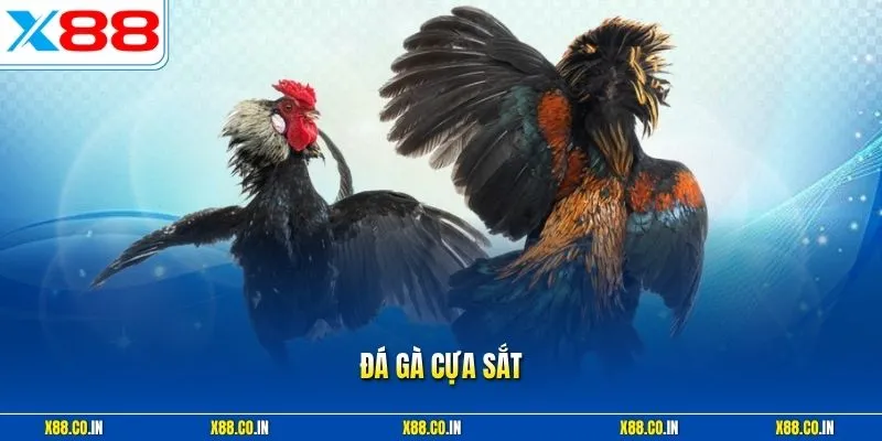 Đá gà cựa sắt